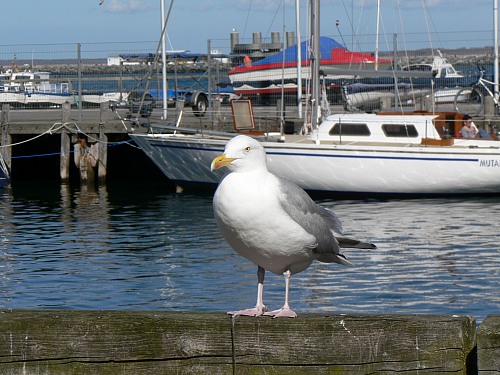Rostock Warnemünde
Sea gull on jetty 
Schifffahrt/Hafen, Fauna - Vögel, Hinterland
Dörte Salecker